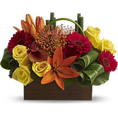 A little box of tropical sunshine! Bright orange, red and yellow blooms form a magical, modern mosaic inside a classic box container.
Flowers including yellow roses, orange asiatic lilies, miniature red gerberas, orange pin cushion protea plus a dark orange miniature calla lily are mixed with bamboo-like equisetum, galax leaves and rolled ti leaves.
Delivered in a brown box container.